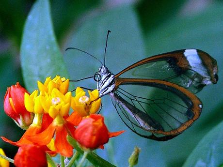 Las mariposas más bonitas del mundo