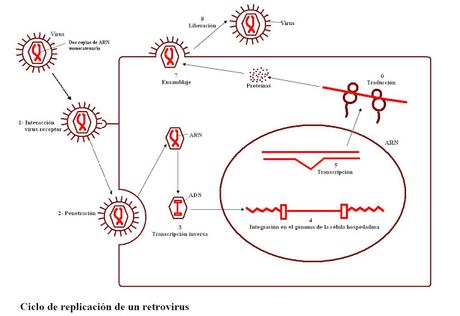 No todos los virus son malos