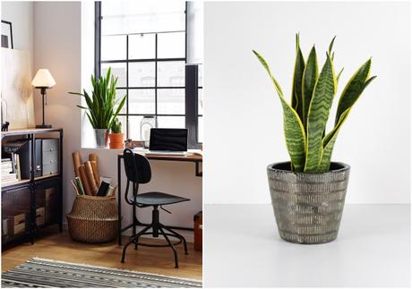 Plantas ideales para poner junto al ordenador #YoMeQuedoEnCasa