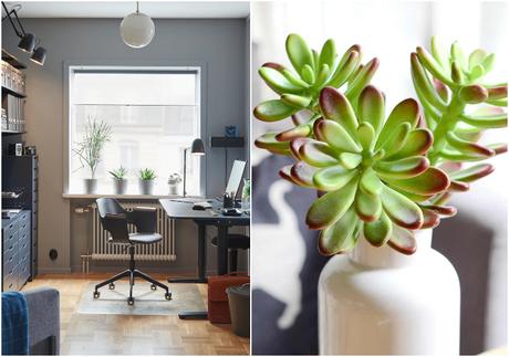 Plantas ideales para poner junto al ordenador #YoMeQuedoEnCasa