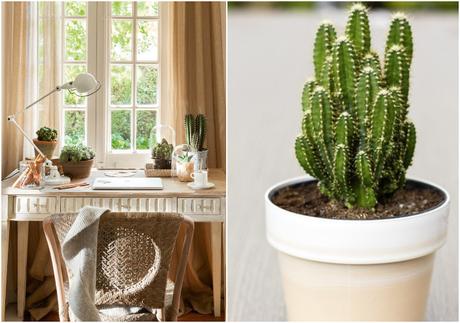 Plantas ideales para poner junto al ordenador #YoMeQuedoEnCasa