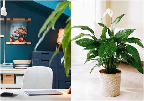 Plantas ideales para poner junto al ordenador #YoMeQuedoEnCasa