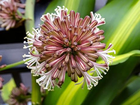 Maravillosa flor de Palo de Agua Flor de Palo de Agua (Tronco del Brasil)
