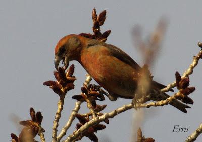 PALENCIA, TIERRA DE PAJAREO. PIQUITUERTOS