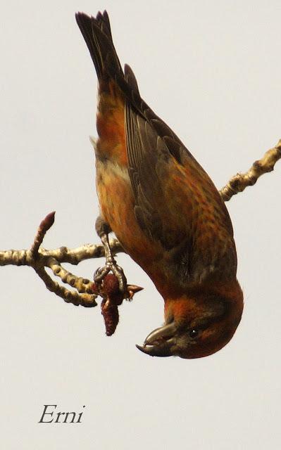 PALENCIA, TIERRA DE PAJAREO. PIQUITUERTOS