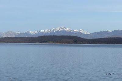 PALENCIA, TIERRA DE PAJAREO. PIQUITUERTOS