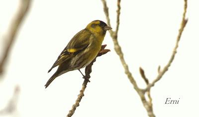 PALENCIA, TIERRA DE PAJAREO. PIQUITUERTOS