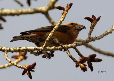 PALENCIA, TIERRA DE PAJAREO. PIQUITUERTOS