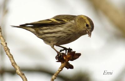 PALENCIA, TIERRA DE PAJAREO. PIQUITUERTOS