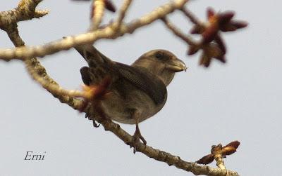 PALENCIA, TIERRA DE PAJAREO. PIQUITUERTOS