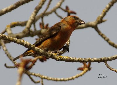 PALENCIA, TIERRA DE PAJAREO. PIQUITUERTOS