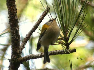PALENCIA, TIERRA DE PAJAREO. PIQUITUERTOS
