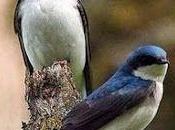 4.159 golondrinas...