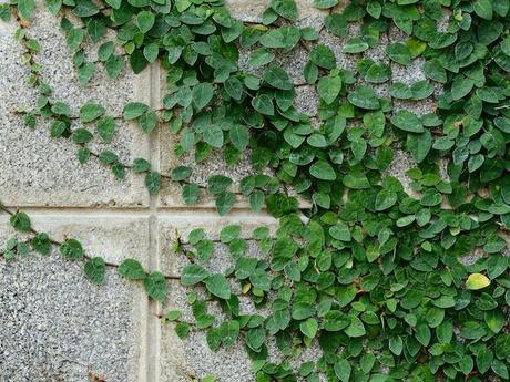 Enamorada del muro, enredadera Ficus pumila ▷ Ficus pumila ¡Todo sobre los FICUS!