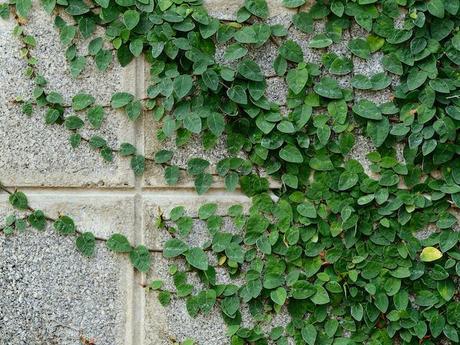 ▷ Ficus pumila ¡Todo sobre los FICUS!