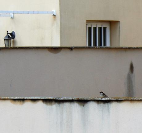 Peques y adolescentes, no os olvidamos. Y las aves tampoco Peques y adolescentes, no os olvidamos. Y las aves tampoco
