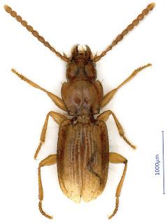 Nuevo género y 3 nuevas especies de carábidos en cuevas de China