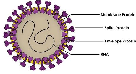 Las mutaciones del coronavirus: por qué no debemos alarmarnos