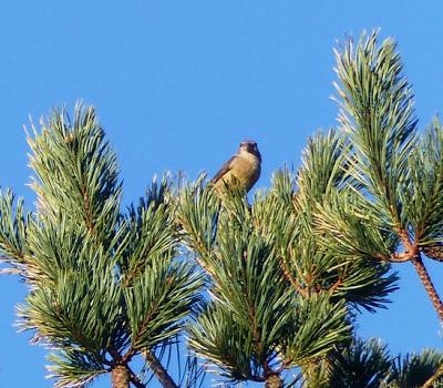 El ave que no debería estar