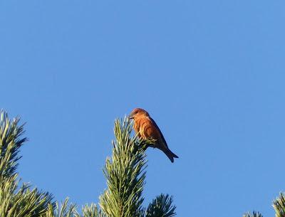 El ave que no debería estar