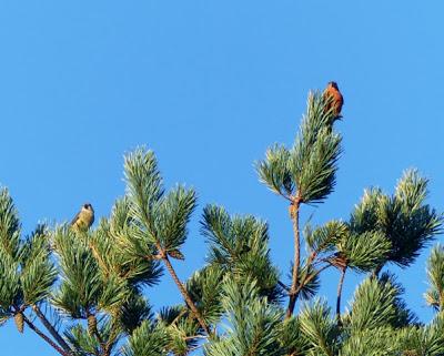 El ave que no debería estar