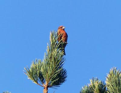 El ave que no debería estar