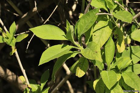 Tabaco de monte (Trixis praestans)