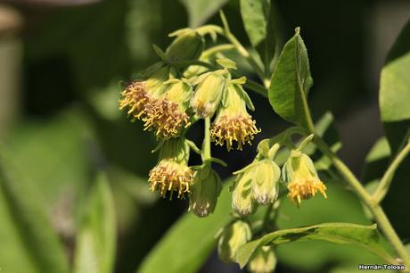 Tabaco de monte (Trixis praestans)