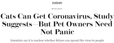 Gatos también pueden infectarse con coronavirus