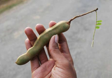 tamarindo propiedades