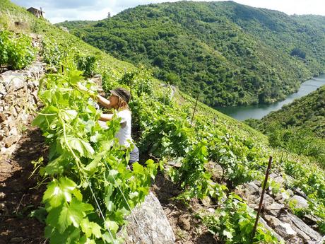 El vino del confinamiento