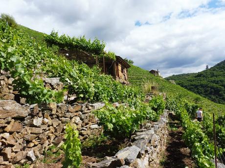 El vino del confinamiento