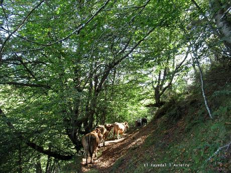 Taxa-Cueiro-Valle del Cubia