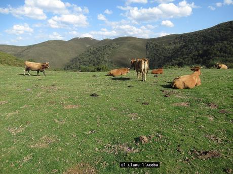 Taxa-Cueiro-Valle del Cubia