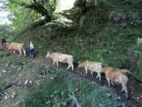 Taxa-Cueiro-Valle del Cubia