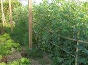 Rotación cultivos invernadero