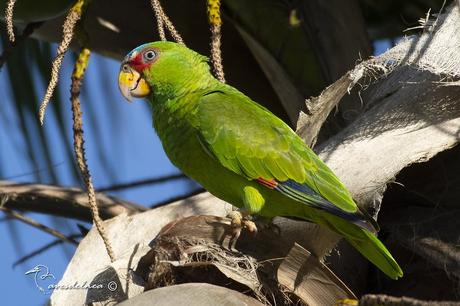 Loro Frente Blanca / White-fronted Amazon - Amazona albifrons (Sparrman, 1788) Loro Frente Blanca / White-fronted Amazon - Amazona albifrons (Sparrman, 1788)