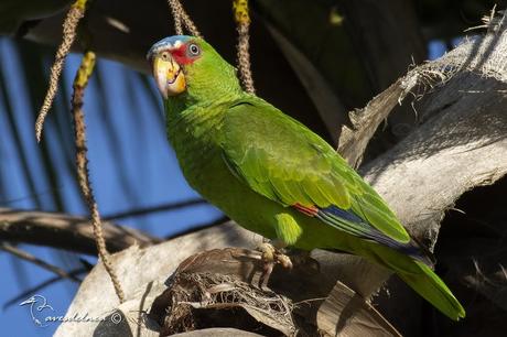 Loro Frente Blanca / White-fronted Amazon - Amazona albifrons (Sparrman, 1788) Loro Frente Blanca / White-fronted Amazon - Amazona albifrons (Sparrman, 1788)