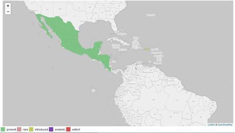 Loro Frente Blanca /  White-fronted Amazon - Amazona albifrons (Sparrman, 1788)