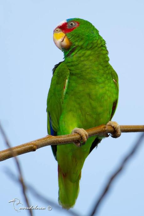 Loro Frente Blanca / White-fronted Amazon - Amazona albifrons (Sparrman, 1788) Loro Frente Blanca / White-fronted Amazon - Amazona albifrons (Sparrman, 1788)