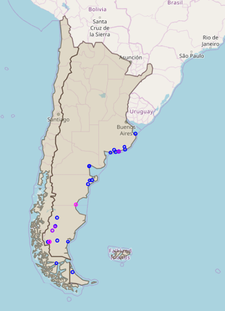 Chorlito ceniciento (Pluvianellus socialis)