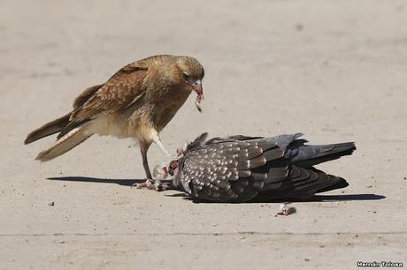 Chimango comiendo una paloma