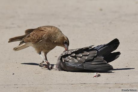 Chimango comiendo una paloma