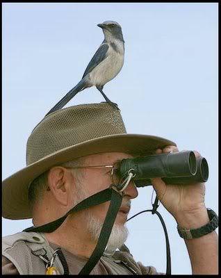 Grandes verdades sobre la observación de aves 4