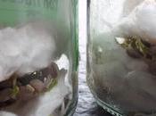 Experimento lentejas