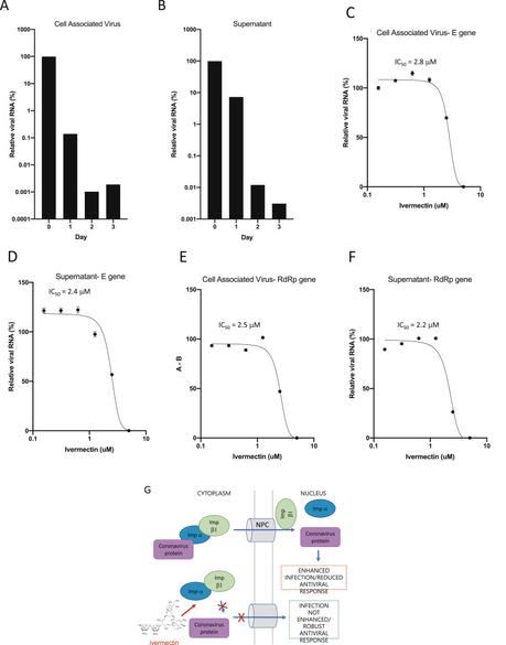 Ivermectina inhibe la replicación de SARS-CoV-2 in vitro