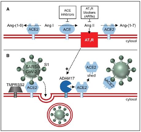 Bloqueadores del sistema renina-angiotensina y pandemia de COVID-19