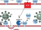Bloqueadores sistema renina-angiotensina pandemia COVID-19