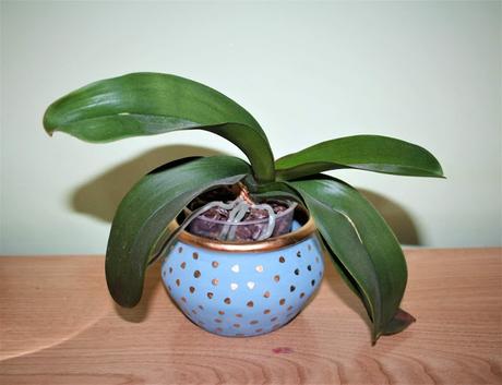 Diy: transformación de una maceta