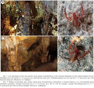 Nuevas especies de pseudoescorpiones descubiertas en cuevas de Crimea